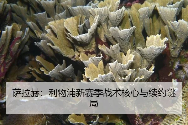 sa-la-he-li-wu-pu-xin-sai-ji-zhan-shu-he-xin-yu-xu-yue-mi-ju-3-360.jpg